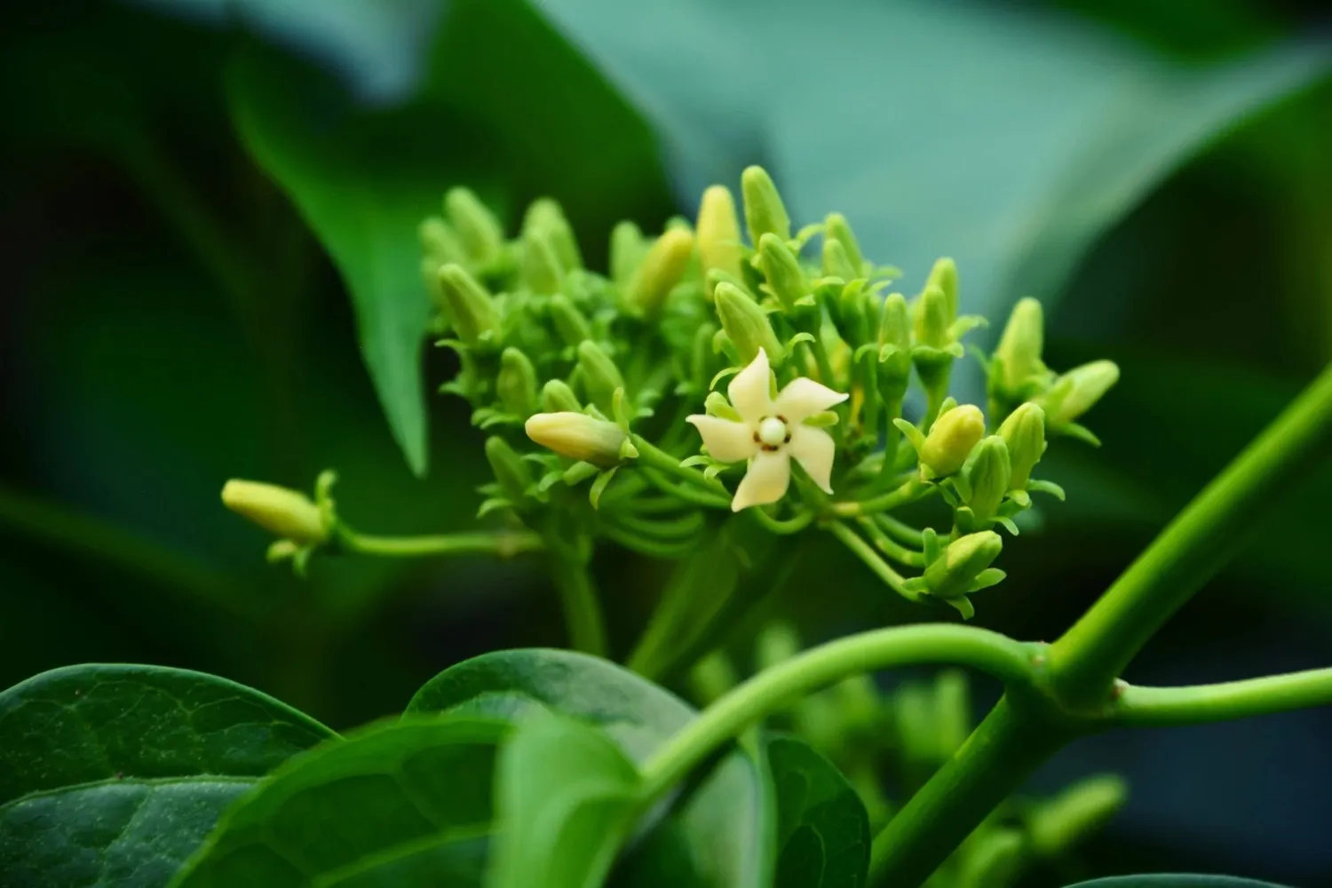GlucoZen™ Gymnema Sylvestre